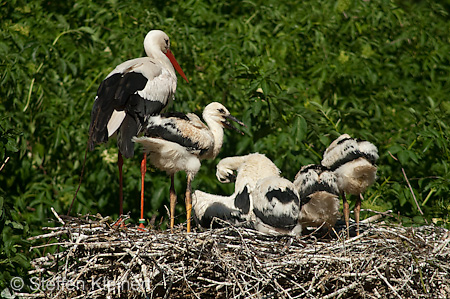 Weißstorch, Ciconia ciconia 050